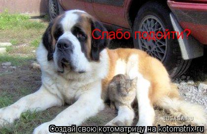 Слабо подойти?... Котоматрица: Слабо подойти?