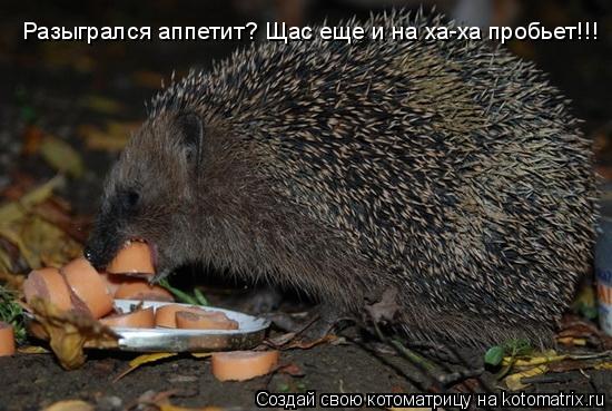 Разыгрался аппетит? Щас еще и на ха-ха пробьет!!!... Котоматрица: Разыгрался аппетит? Щас еще и на ха-ха пробьет!!!