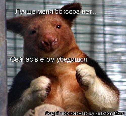 Лучше меня боксера нет... Сейчас в етом убедишся.... Котоматрица: Лучше меня боксера нет... Сейчас в етом убедишся.