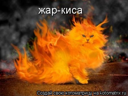 жар-киса... Котоматрица: жар-киса