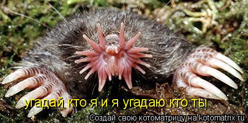 угадай кто я и я угадаю кто ты... Котоматрица: угадай кто я и я угадаю кто ты