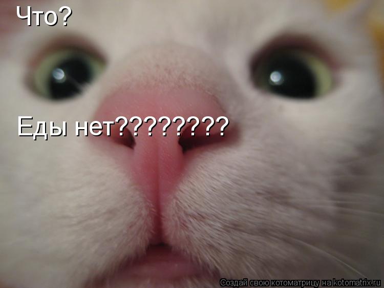 Что? Еды нет????????... Котоматрица: Что? Еды нет????????