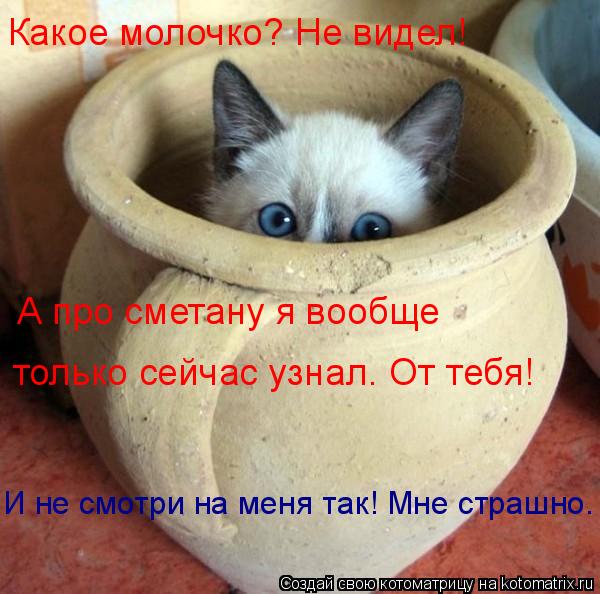 Какое молочко? Не видел! А про сметану я вообще только сейчас узнал. От тебя! И не смотри на меня так... Котоматрица: Какое молочко? Не видел! А про сметану я вообще только сейчас узнал. От тебя! И не смотри на меня так! Мне страшно.