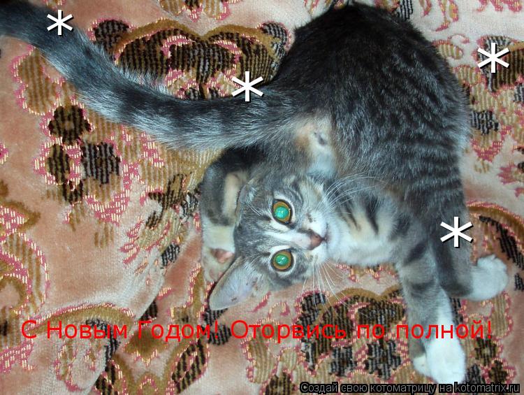 С Новым Годом! Оторвись по полной! * * * *... Котоматрица: С Новым Годом! Оторвись по полной! * * * *