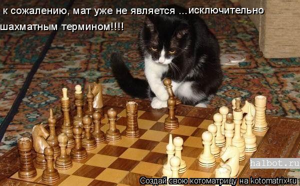 исключительно к сожалению, мат уже не является ... шахматным термином!!!!... Котоматрица: исключительно к сожалению, мат уже не является ... шахматным термином!!!!