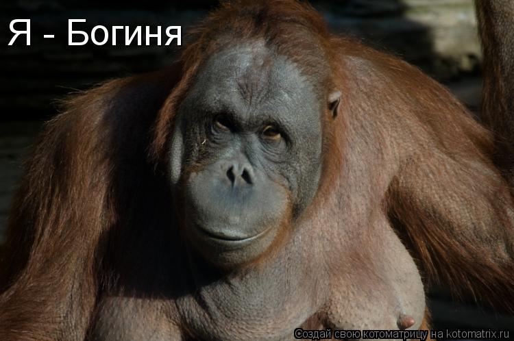 Я - Богиня... Котоматрица: Я - Богиня