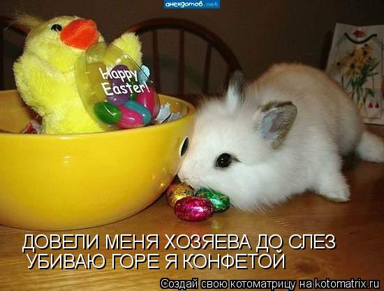 ДОВЕЛИ МЕНЯ ХОЗЯЕВА ДО СЛЕЗ УБИВАЮ ГОРЕ Я КОНФЕТОЙ... Котоматрица: ДОВЕЛИ МЕНЯ ХОЗЯЕВА ДО СЛЕЗ УБИВАЮ ГОРЕ Я КОНФЕТОЙ