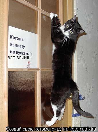 ВОТ БЛИН!!!... Котоматрица: ВОТ БЛИН!!!