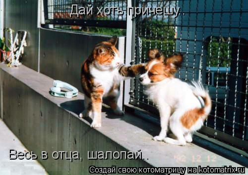 Дай хоть причешу.. Весь в отца, шалопай..... Котоматрица: Дай хоть причешу.. Весь в отца, шалопай..