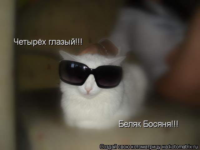 Четырёх глазый!!! Беляк Босяня!!!... Котоматрица: Четырёх глазый!!! Беляк Босяня!!!
