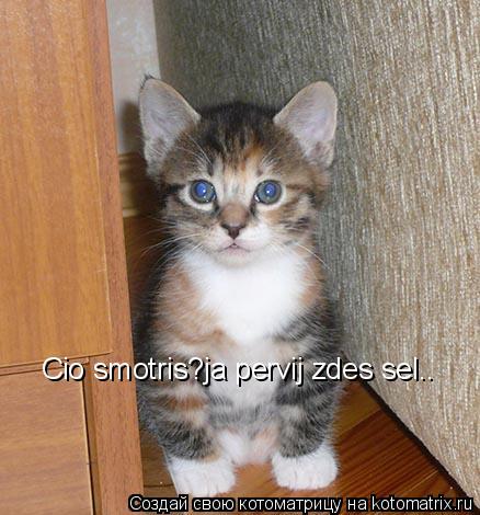 Cio smotris?ja pervij zdes sel..... Котоматрица: Cio smotris?ja pervij zdes sel..