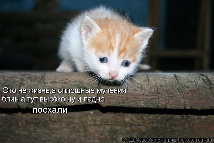 Это не жизнь,а сплошные мучения блин а тут высоко ну и ладно поехали... Котоматрица: Это не жизнь,а сплошные мучения блин а тут высоко ну и ладно поехали
