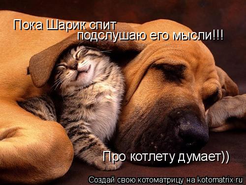 Пока Шарик спит подслушаю его мысли!!! Про котлету думает))... Котоматрица: Пока Шарик спит подслушаю его мысли!!! Про котлету думает))