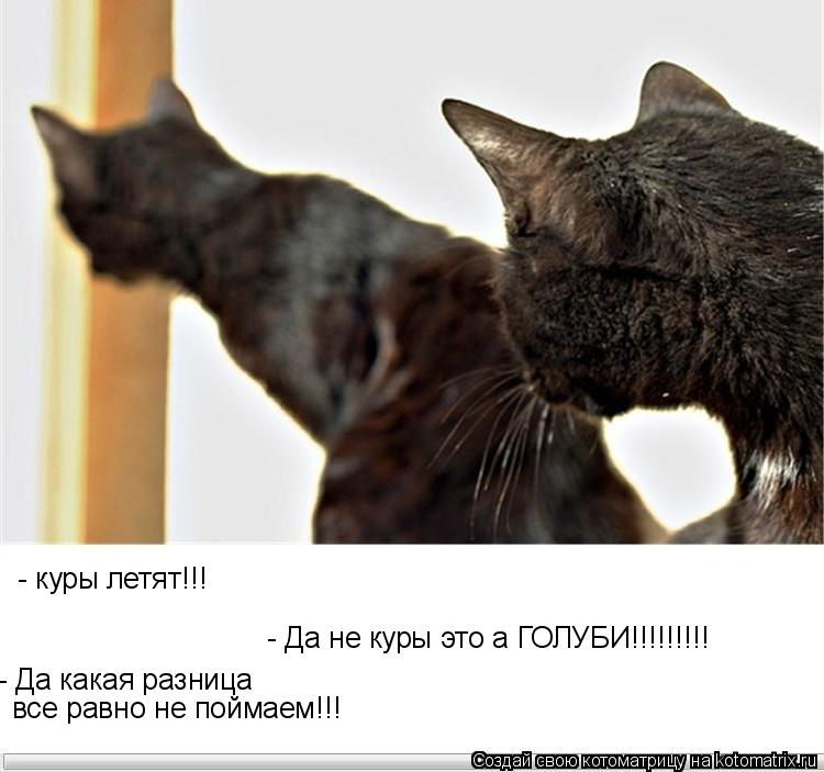 - куры летят!!! - Да не куры это а ГОЛУБИ!!!!!!!!! все равно не поймаем!!! - Да какая разница... Котоматрица: - куры летят!!! - Да не куры это а ГОЛУБИ!!!!!!!!! все равно не поймаем!!! - Да какая разница