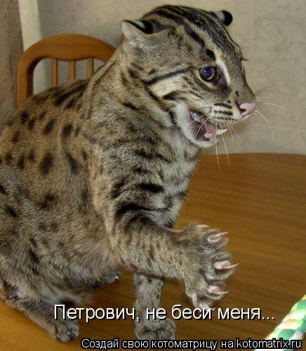 Петрович, не беси меня...... Котоматрица: Петрович, не беси меня...