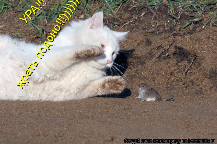 УРА!!! жрать подоно!!!))))))... Котоматрица: УРА!!! жрать подоно!!!))))))