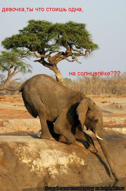девочка,ты что стоишь одна, на солнцепёке???... Котоматрица: девочка,ты что стоишь одна, на солнцепёке???