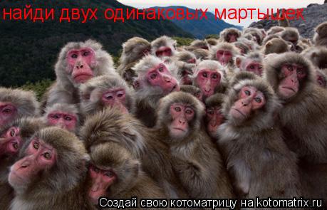 найди двух одинаковых мартышек... Котоматрица: найди двух одинаковых мартышек
