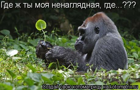 Где ж ты моя ненаглядная, где...???... Котоматрица: Где ж ты моя ненаглядная, где...???