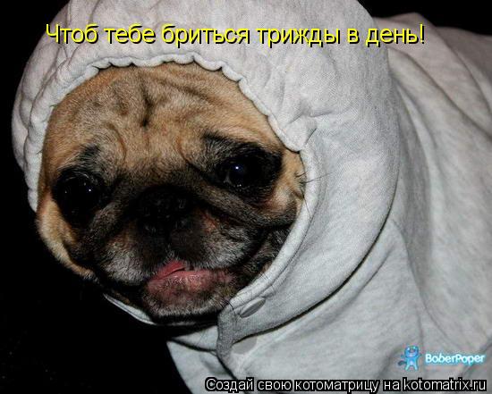 Чтоб тебе бриться трижды в день!... Котоматрица: Чтоб тебе бриться трижды в день!