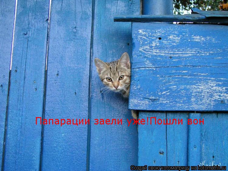 Папарации заели уже!Пошли вон... Котоматрица: Папарации заели уже!Пошли вон
