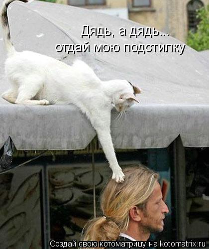 Дядь, а дядь... отдай мою подстилку... Котоматрица: Дядь, а дядь... отдай мою подстилку