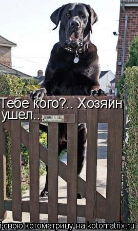 Тебе кого?.. Хозяин ушел...... Котоматрица: Тебе кого?.. Хозяин ушел...