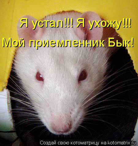 Я устал!!! Я ухожу!!! Мой приемленник Бык!... Котоматрица: Я устал!!! Я ухожу!!! Мой приемленник Бык!