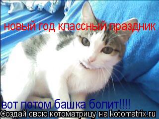 новый год классный праздник вот потом башка болит!!!!... Котоматрица: новый год классный праздник вот потом башка болит!!!!