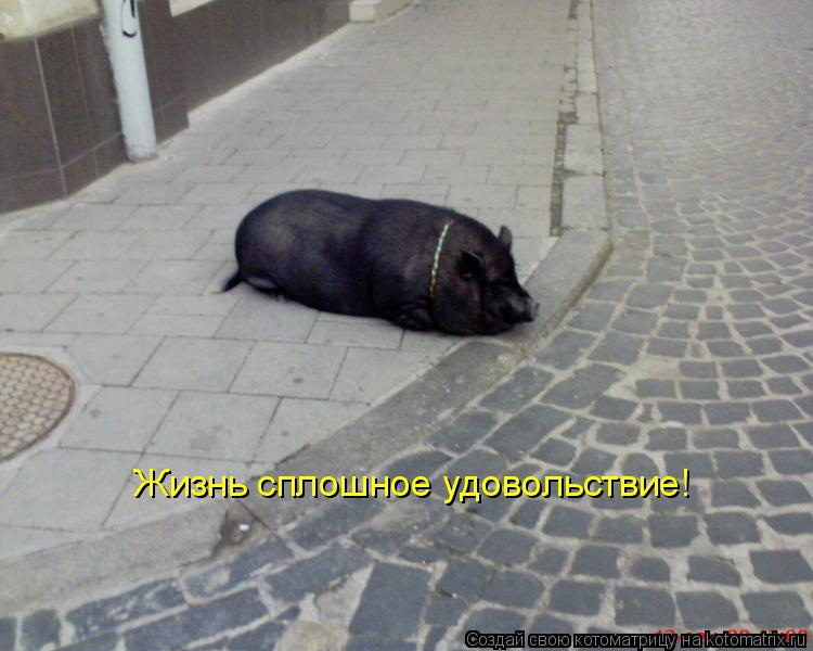 Жизнь сплошное удовольствие!... Котоматрица: Жизнь сплошное удовольствие!
