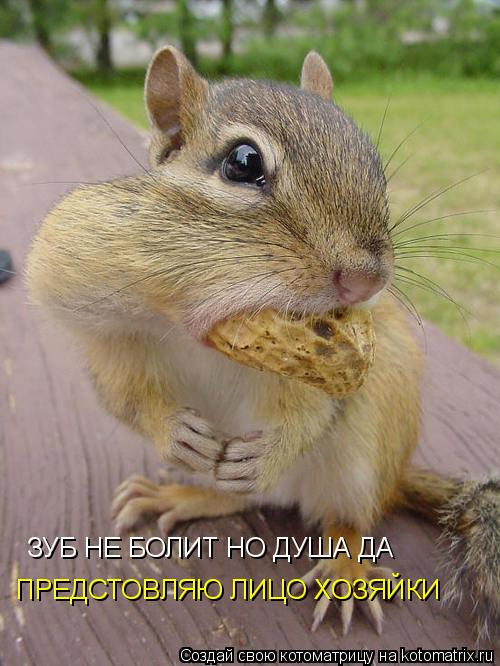 ЗУБ НЕ БОЛИТ НО ДУША ДА ПРЕДСТОВЛЯЮ ЛИЦО ХОЗЯЙКИ... Котоматрица: ЗУБ НЕ БОЛИТ НО ДУША ДА ПРЕДСТОВЛЯЮ ЛИЦО ХОЗЯЙКИ