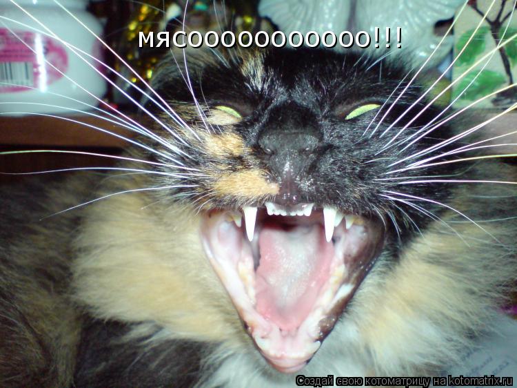 мясооооооооооо!!!... Котоматрица: мясооооооооооо!!!