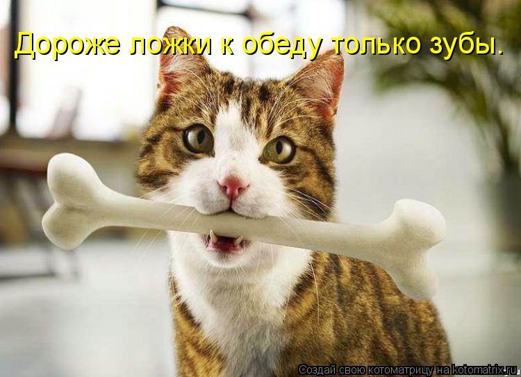 Дороже ложки к обеду только зубы.... Котоматрица: Дороже ложки к обеду только зубы.