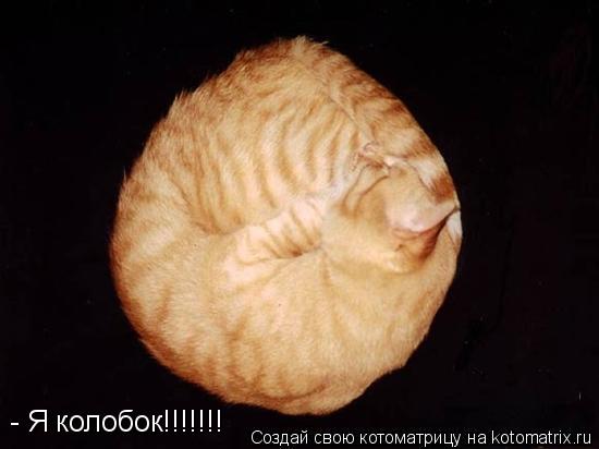 - Я колобок!!!!!!!... Котоматрица: - Я колобок!!!!!!!