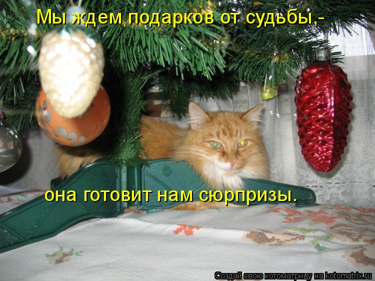 Мы ждем подарков от судьбы,- она готовит нам сюрпризы.... Котоматрица: Мы ждем подарков от судьбы,- она готовит нам сюрпризы.