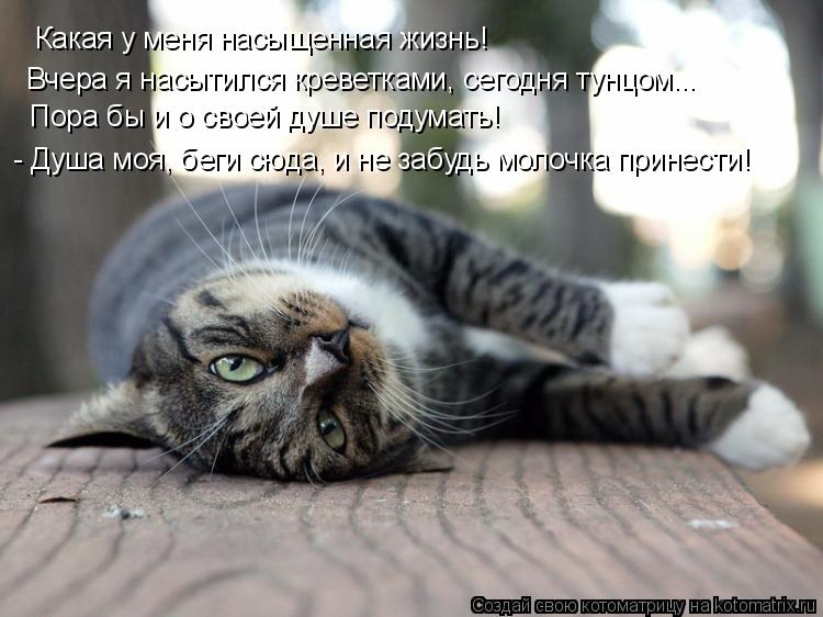 Какая у меня насыщенная жизнь! Вчера я насытился креветками, сегодня тунцом... Пора бы и о своей душе... Котоматрица: Какая у меня насыщенная жизнь! Вчера я насытился креветками, сегодня тунцом... Пора бы и о своей душе подумать! - Душа моя, беги сюда, и не забу
