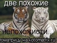 две похожие непохожисти...... Котоматрица: две похожие непохожисти...