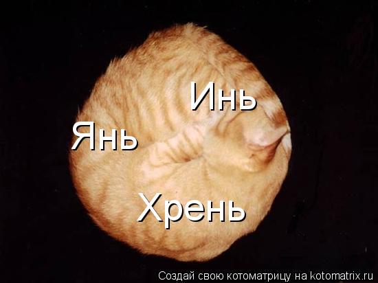 Инь Янь Хрень... Котоматрица: Инь Янь Хрень