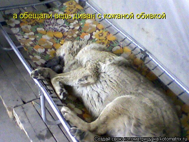 а обещали ведь диван с кожаной обивкой... Котоматрица: а обещали ведь диван с кожаной обивкой