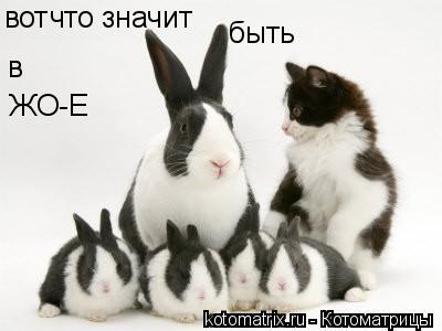 вот что значит быть в ЖО-Е... Котоматрица: вот что значит быть в ЖО-Е