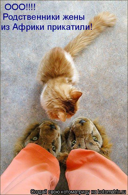 ООО!!!! Родственники жены из Африки прикатили!... Котоматрица: ООО!!!! Родственники жены из Африки прикатили!