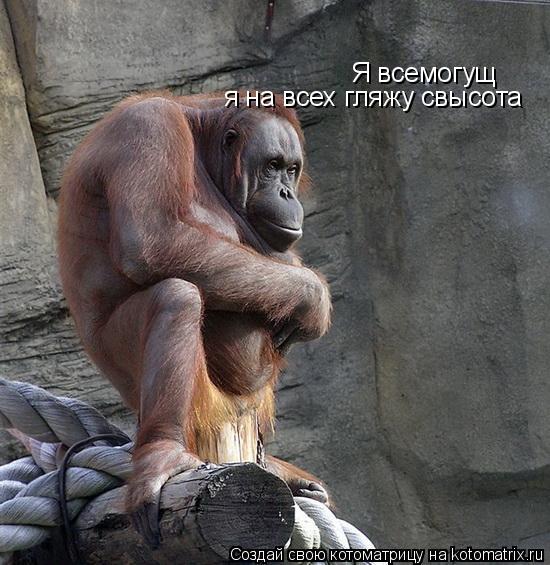 Я всемогущ я на всех гляжу свысота... Котоматрица: Я всемогущ я на всех гляжу свысота
