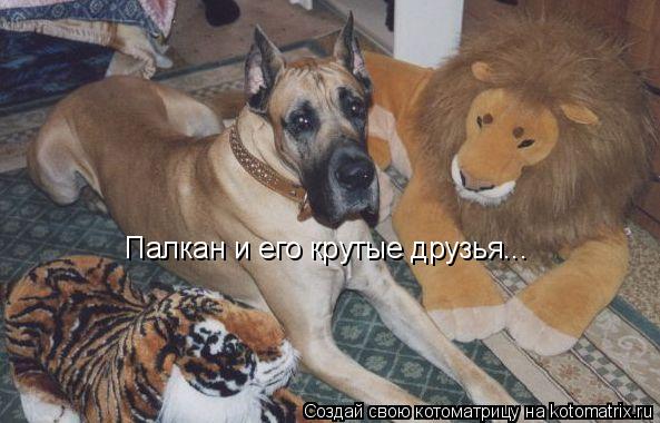 Палкан и его крутые друзья...... Котоматрица: Палкан и его крутые друзья...