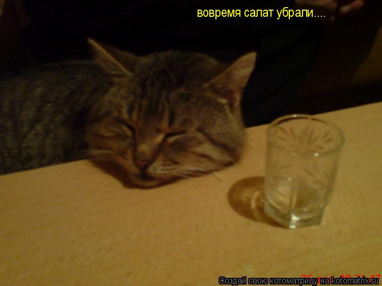 вовремя салат убрали....... Котоматрица: вовремя салат убрали....