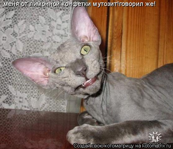 меня от лимонной конфетки мутозит!говорил же!... Котоматрица: меня от лимонной конфетки мутозит!говорил же!
