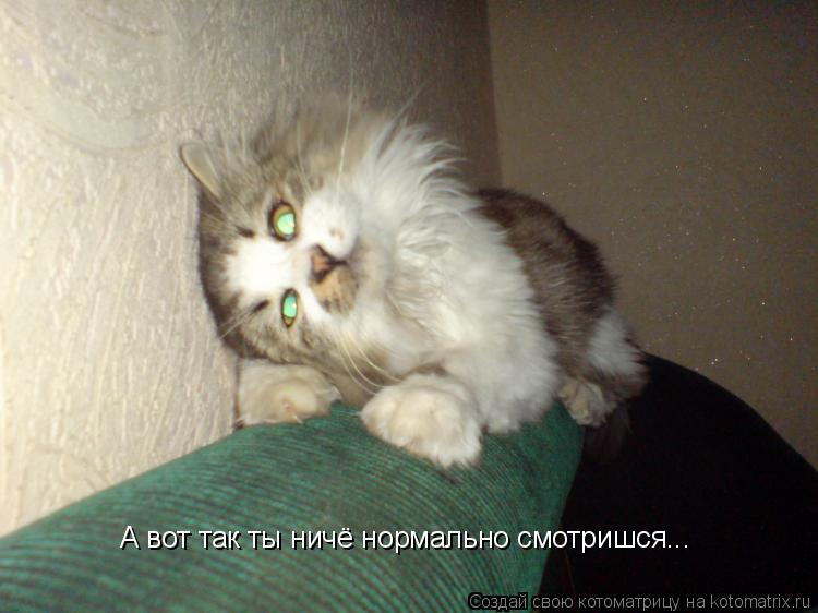 А вот так ты ничё нормально смотришся...... Котоматрица: А вот так ты ничё нормально смотришся...