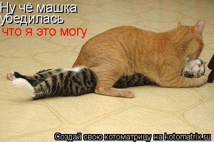 Ну чё машка убедилась что я это могу... Котоматрица: Ну чё машка убедилась что я это могу