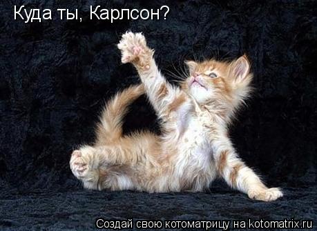 Куда ты, Карлсон?... Котоматрица: Куда ты, Карлсон?