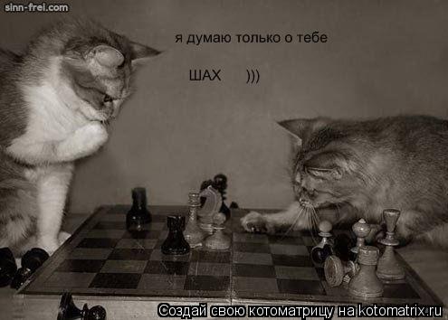 ... Котоматрица: