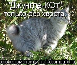 "Джунгле-КОт" только без хвоста.... Котоматрица: "Джунгле-КОт" только без хвоста.